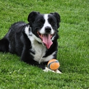 Best Life K9 Academy - Dog Training