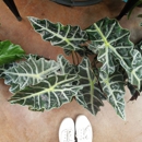 My Garden Nursery - Garden Centers