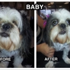 Scruffy to Fluffy Pet Spa gallery