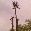 Jim's Tree Service & Landscaping - Tree Service