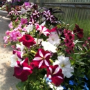 Bohl Greenhouses - Landscape Designers & Consultants