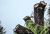 Houston Tree Service Team - Tree Service