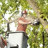 Zarco's Professional Tree Service gallery