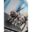 A Beauty In The Beast Mobile Dog Grooming - Pet Grooming