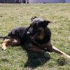 Skippack Animal Hospital gallery