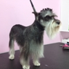 Puppylicious Pet Grooming Salon gallery