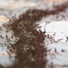 Dolphin Pest Control gallery
