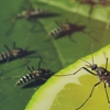 Independent Pest Management gallery