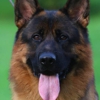 Wolfgang Expert Dog Training gallery