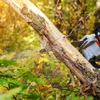 Professional Tree Removal gallery