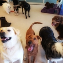 Olde Towne Pet Resort - Pet Services