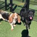Skiptown Denver - Pet Grooming