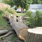 capitol land tree service