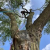 Hodson Family Tree Care gallery