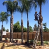 Vicente`s Tree Service gallery