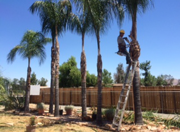 Vicente`s Tree Service - Wildomar, CA