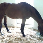 Equine Medical Center Of Ocala FL