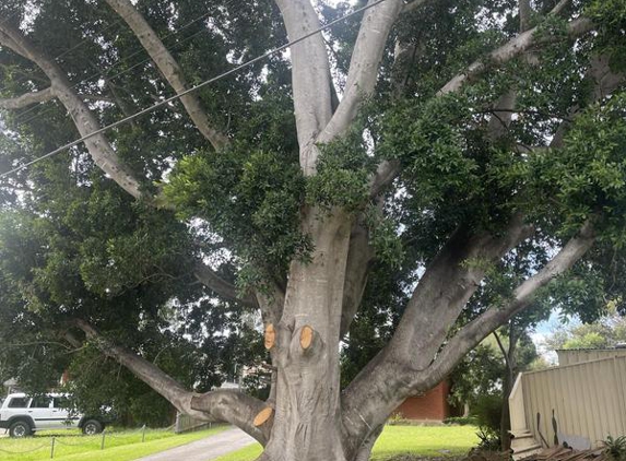 Tree Wizards - Guildford, NSW