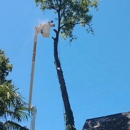 Broken Branch Tree Service - Stump Removal & Grinding