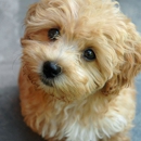 Cute Puppies - Pet Stores