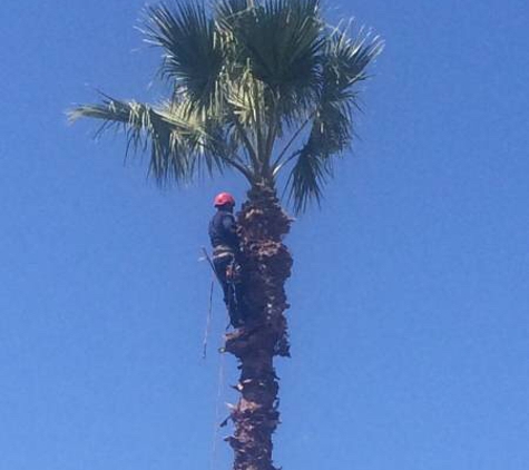 Luis Tree Service - Sacramento, CA