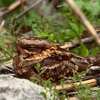 Birds Bees Wildlife Control gallery