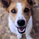 Veterinary Dentistry & Oral Surgery of Rhode Island