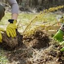 Dujets Tree Experts Inc. - Tree Service