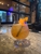 Caffe Torino - Coffee & Espresso Restaurants