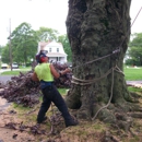 All Season Tree Service - Arborists