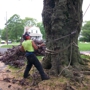 All Season Tree Service