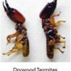 Total Control Termite & Pest Professionals