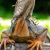 Nocturnal Nightmares Wildlife Control gallery