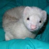 Texas Ferret Lovers Rescue gallery