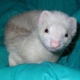 Texas Ferret Lovers Rescue