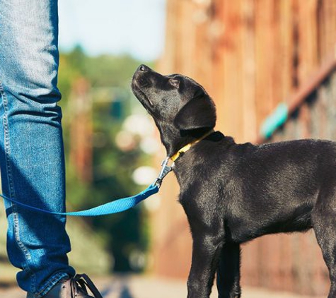 Sit Means Sit Dog Training East Texas - Royse City, TX. Puppy Training Royse City TX