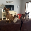 Canine Cowboy gallery