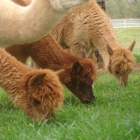 Arapaho Rose Alpacas