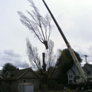 Roots and Shoots - Tree Service