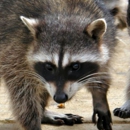 Lakeshore Wildlife Removal LLC - Pest Control Services