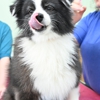 Silo Spaw Dog Grooming gallery