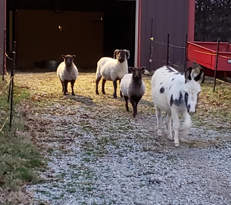 Happy Spot Pet Resort - Georgetown, KY