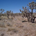 Kingman Land For Sale