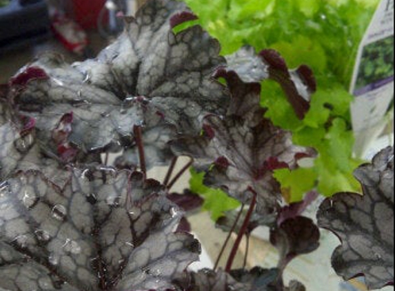 Wambach's Garden Center - Rochester, NY