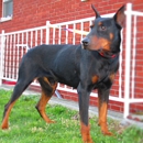 DOBERMAN  PINSCHER  PUPPIES  GALORE! - Pet Services