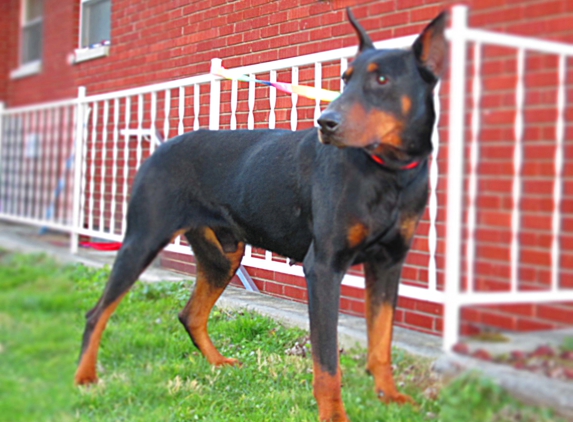 DOBERMAN  PINSCHER  PUPPIES  GALORE! - London, KY