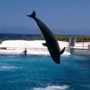 Sea Life Park Hawaii