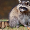 Pro Wildlife Removal gallery