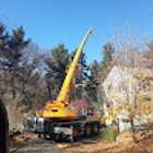 Tower Tree Service