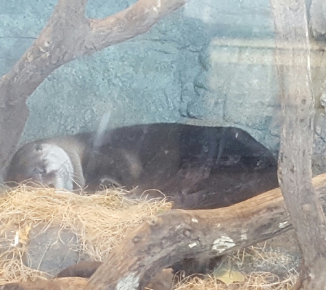 Aquarium of The Bay - San Francisco, CA. One of the otters catching some zzzzzzzs!